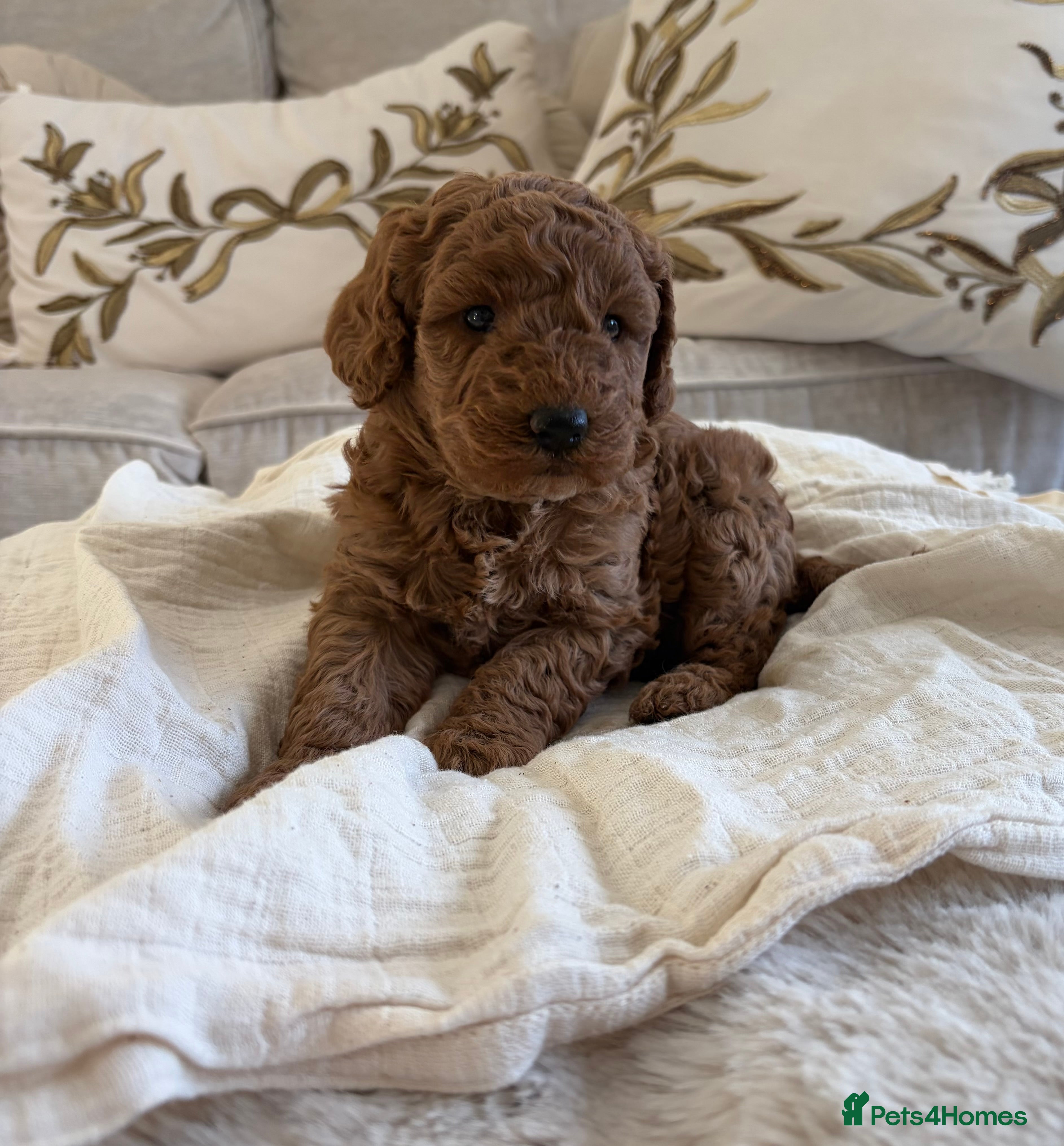 Cockapoo dogs 3 teddy bear F1B Cockapoo girls available  - Advert 17