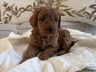 Cockapoo dogs 3 teddy bear F1B Cockapoo girls available - Advert 17
