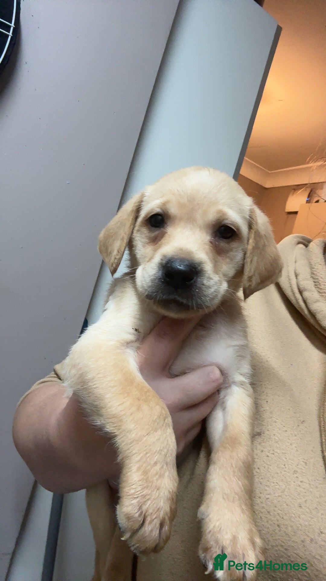 Labrador Retriever dogs for sale: Kc Labrador puppies  - Advert 7