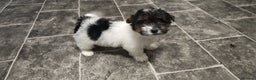 Biewer Terrier dogs for sale: Last Biewer terrier pup.Colourful Yorkshire Yorkie - Advert 6