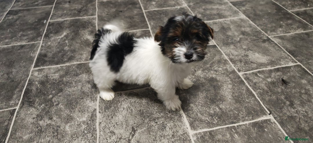 Biewer Terrier dogs for sale: Last Biewer terrier pup.Colourful Yorkshire Yorkie - Advert 6