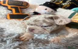 French Bulldog dogs for sale: Stunning Newshade French Bulldog Puppies - Image 20
