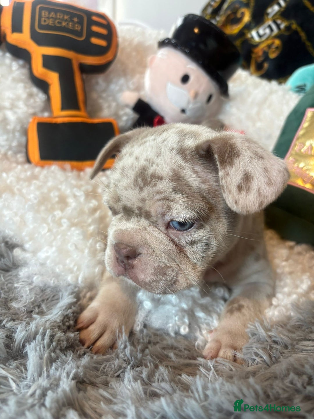 French Bulldog dogs for sale: Stunning Newshade French Bulldog Puppies - Image 20