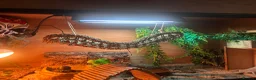 Bearded Dragon reptiles for sale: Hypo Bearded Dragon Juvenile  in Didcot - Advert 6