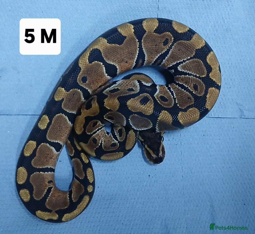 Python Snake reptiles for sale: Hatchling Royal Pythons Males  - Advert 13