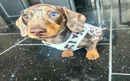 Miniature Dachshund dogs for sale: Lovely Miniature Dachshund Puppy - Image 10