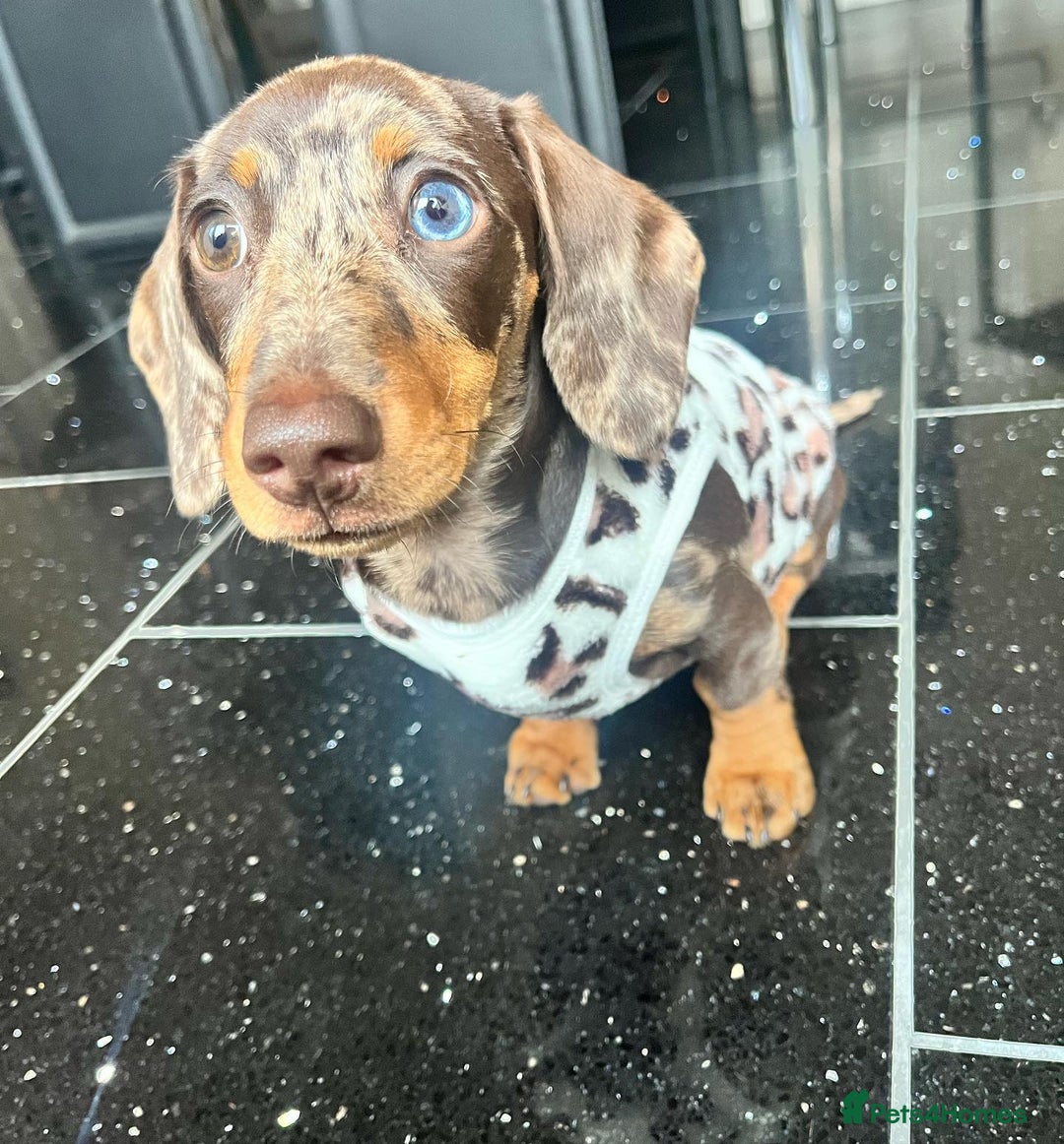 Miniature Dachshund dogs for sale: Lovely Miniature Dachshund Puppy - Image 10