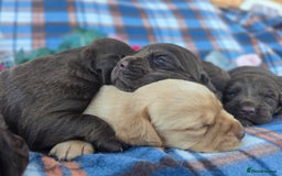 Cockerdor dogs for sale: F1 cockerdor puppies , cocker x labrador  - Image 11