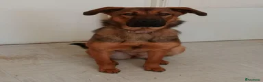 Roo