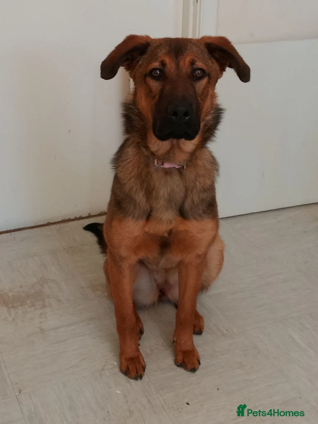 Belgian Shepherd Dog dogs for sale: 11 month old Belgium malinoisx  in Northampton - Advert 1