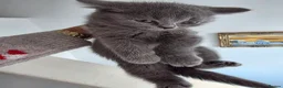 British Shorthair cats for sale: British shorthair kittens  - Advert 10