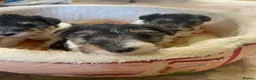 Fox Terrier dogs for sale: 4 stunning fox terrier puppies for sale  - Advert 5