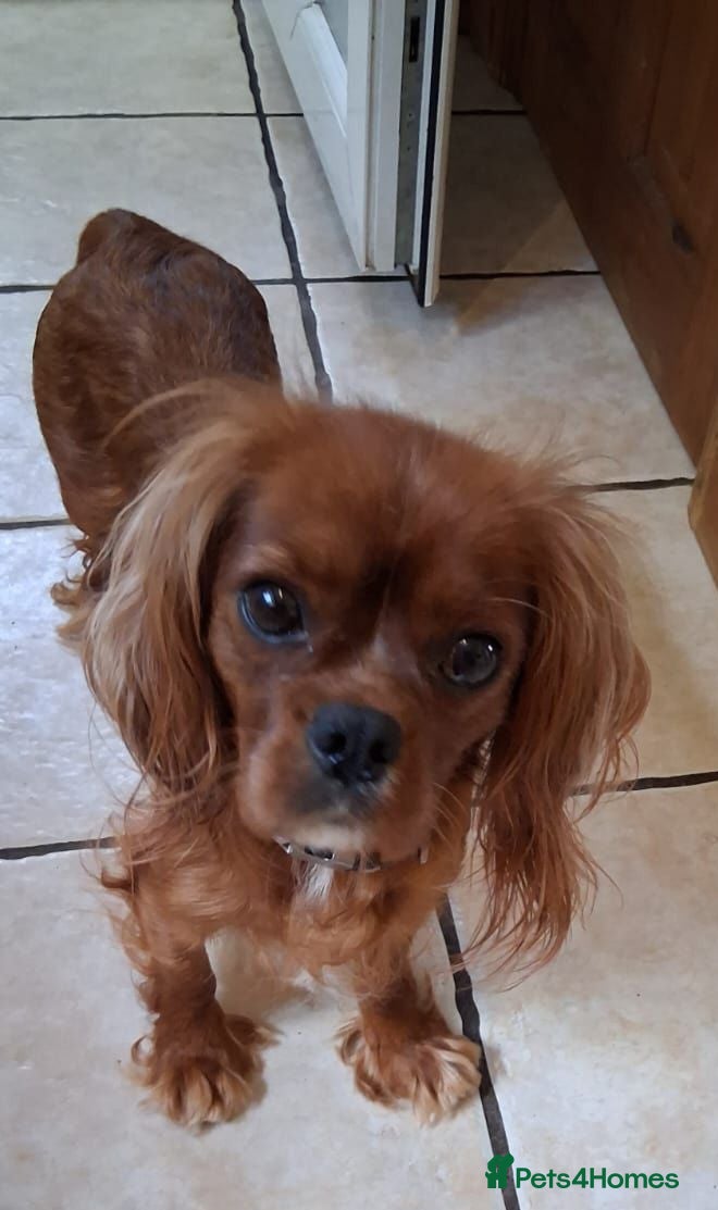 Cavalier King Charles Spaniel dogs Cavalier King Charles Spaniel puppies £1,600 - Advert 18