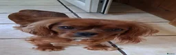 Cavalier King Charles Spaniel dogs for sale: Cavalier King Charles Spaniel puppies £1,600 in Poole - Advert 1