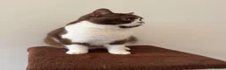 British Shorthair cats for sale: Pure Bred British Short Hair Love   - Advert 3