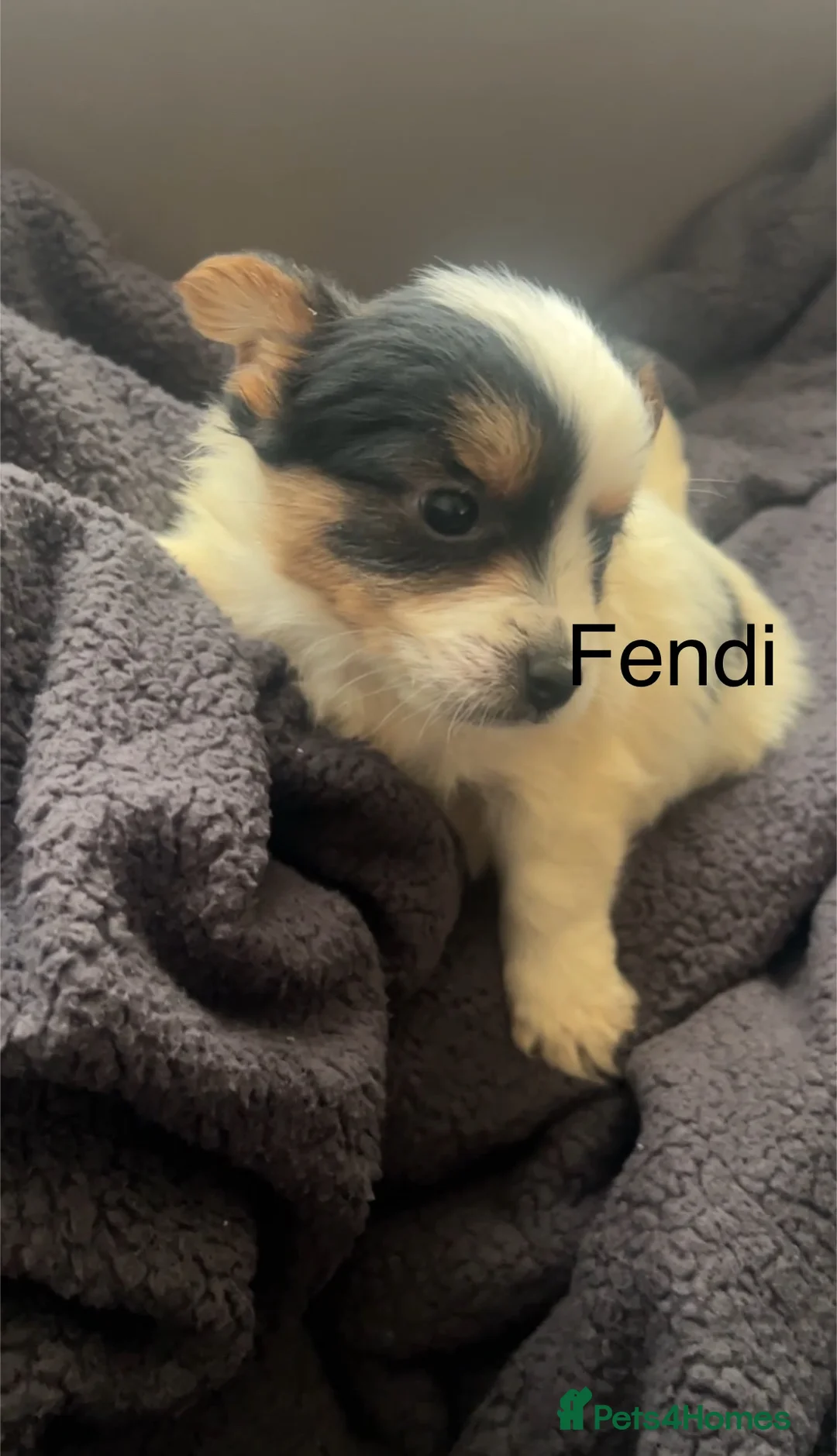 Biewer Terrier dogs for sale: Beautiful Biewer terrier puppies for sale  - Advert 5