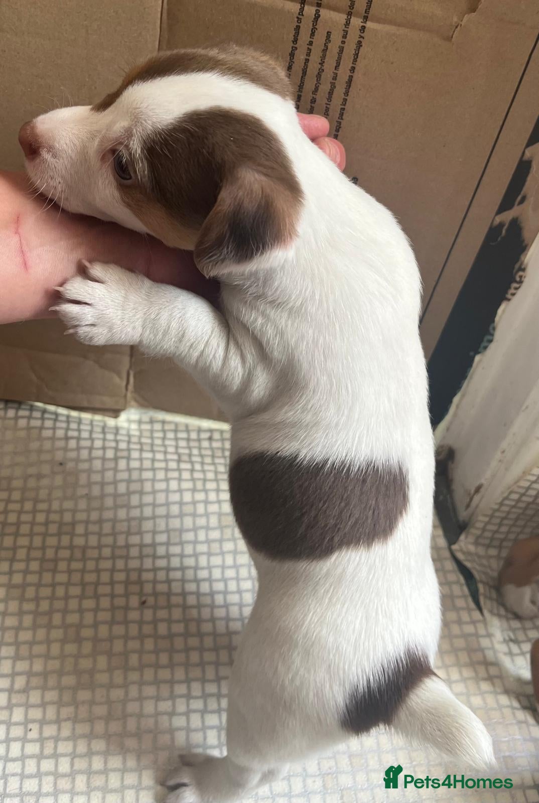 Jack Russell dogs Jack Russell Puppies  - Advert 2