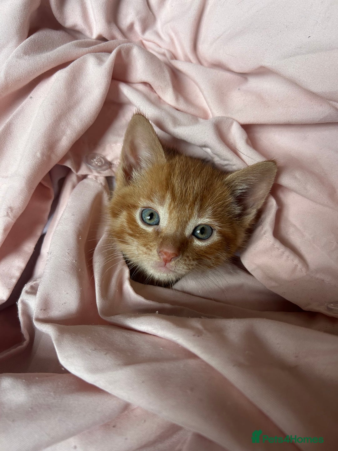 Mixed Breed cats for sale: orange mixed breed kittens  - Advert 14