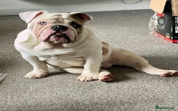 English Bulldog dogs for stud: British Bulldog Stud - First time available.  - Image 10