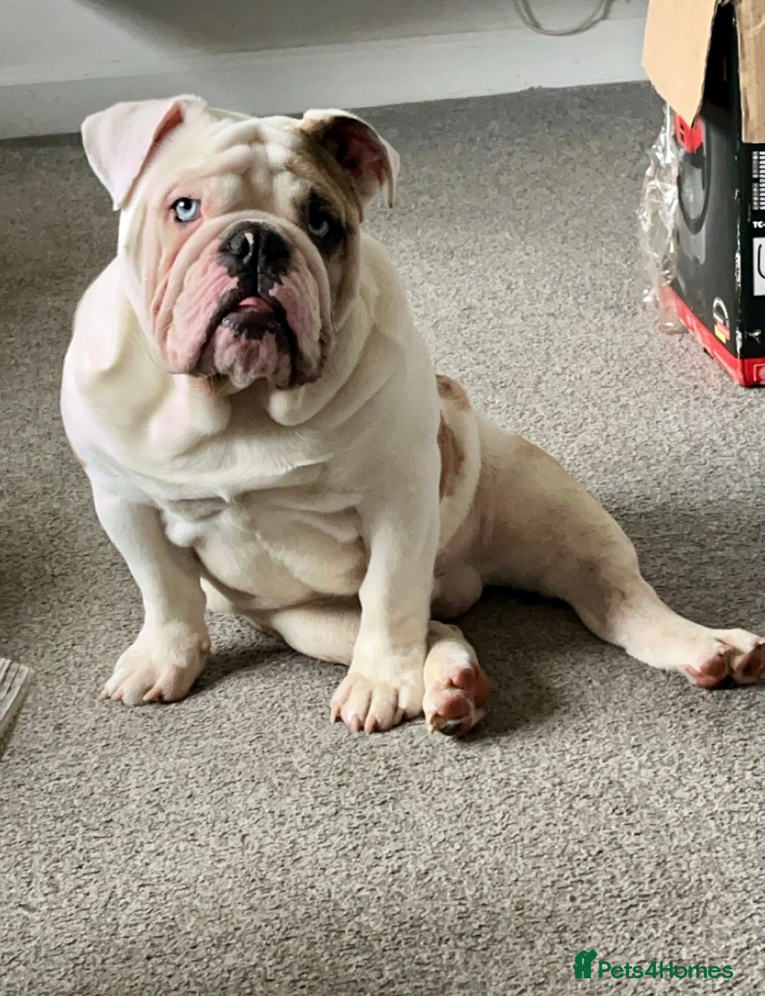 English Bulldog dogs for stud: British Bulldog Stud - First time available.  - Image 10