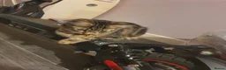 Mixed Breed cats for sale: 2 female, 1 male kitten - Advert 3