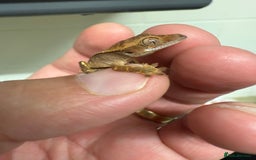 Gecko reptiles for sale: Crested Gecko - Image 3