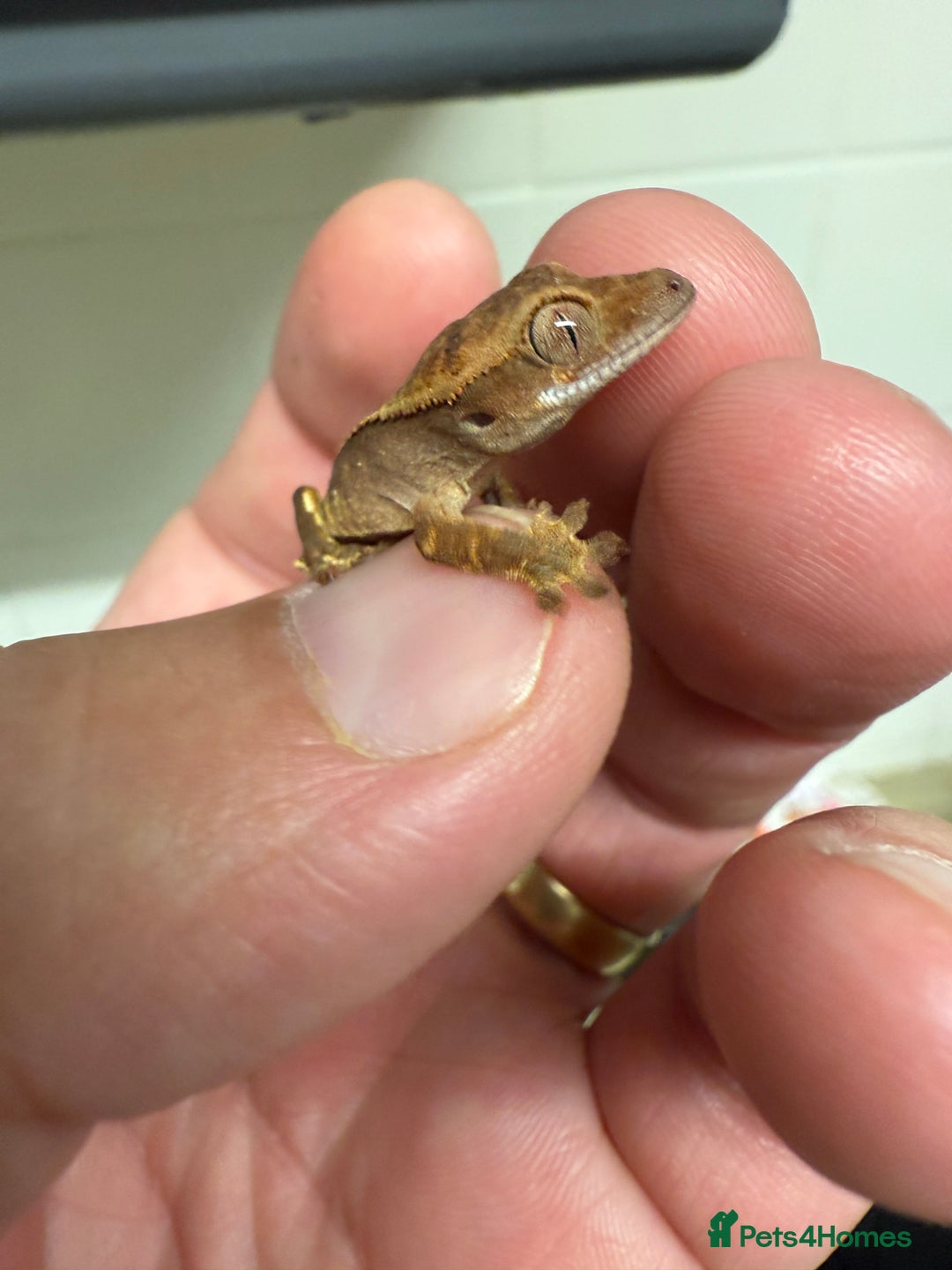 Gecko reptiles for sale: Crested Gecko - Image 3