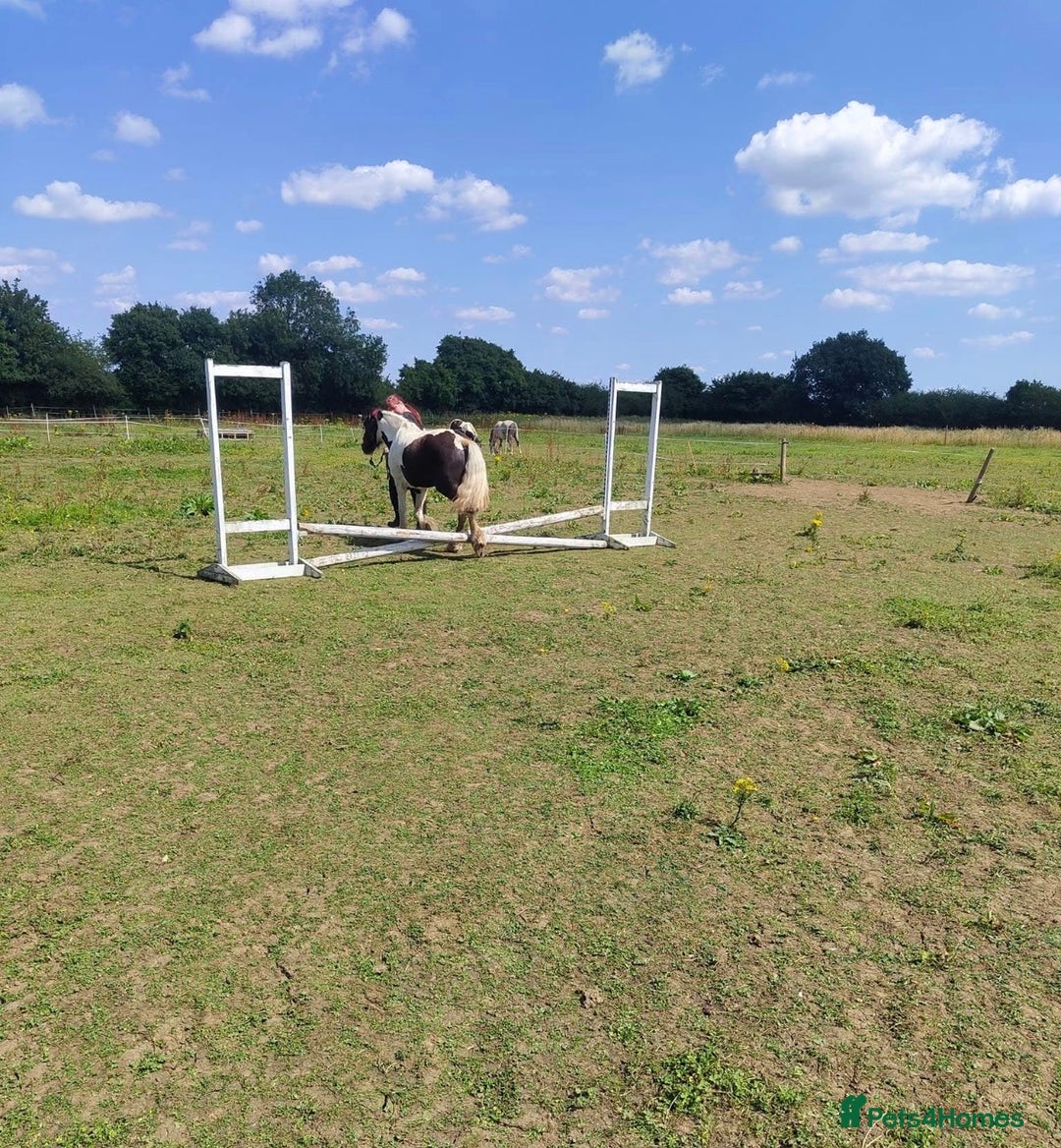 Irish Cob horses for sale: 14.2 5 year old mare in Stamford - Advert 11