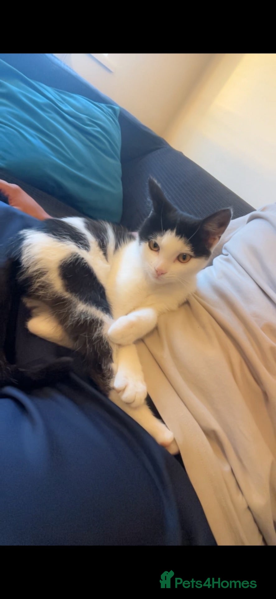 Asian cats for sale: 7 months old kitten  - Advert 5