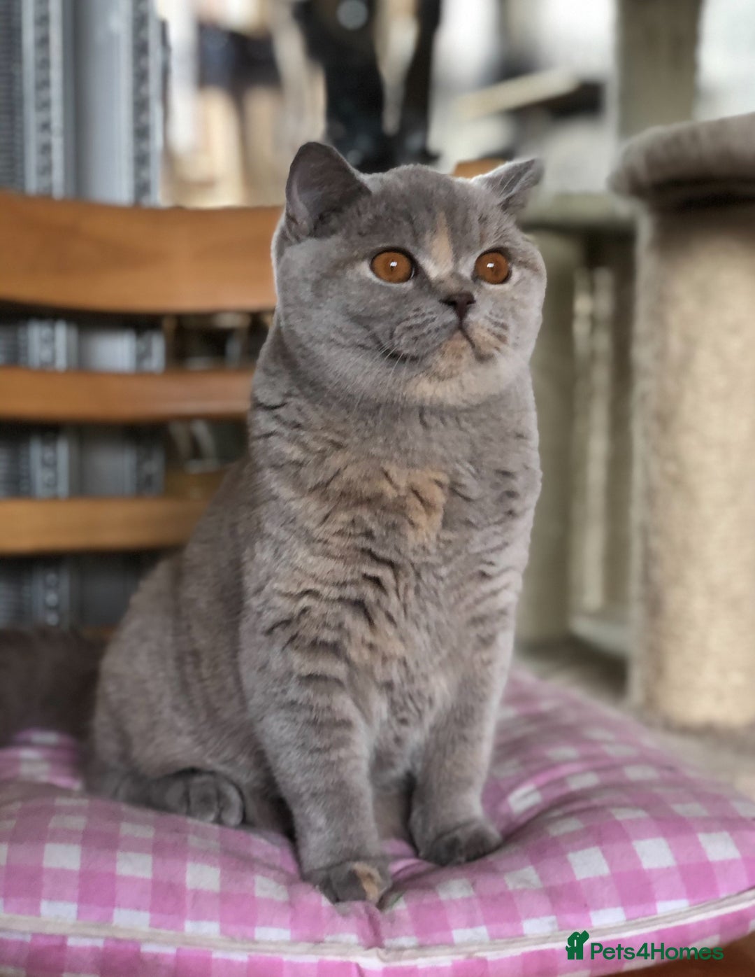 British Shorthair cats for sale: Beautiful BSH lilac Tortie girl for sale - Advert 12