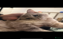 Ragdoll cats for sale: Ragdoll kittens due 25th August  - Image 2