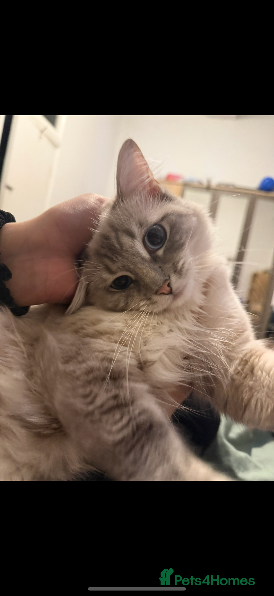 Ragdoll cats for sale: Ragdoll kittens due 25th August  - Image 2