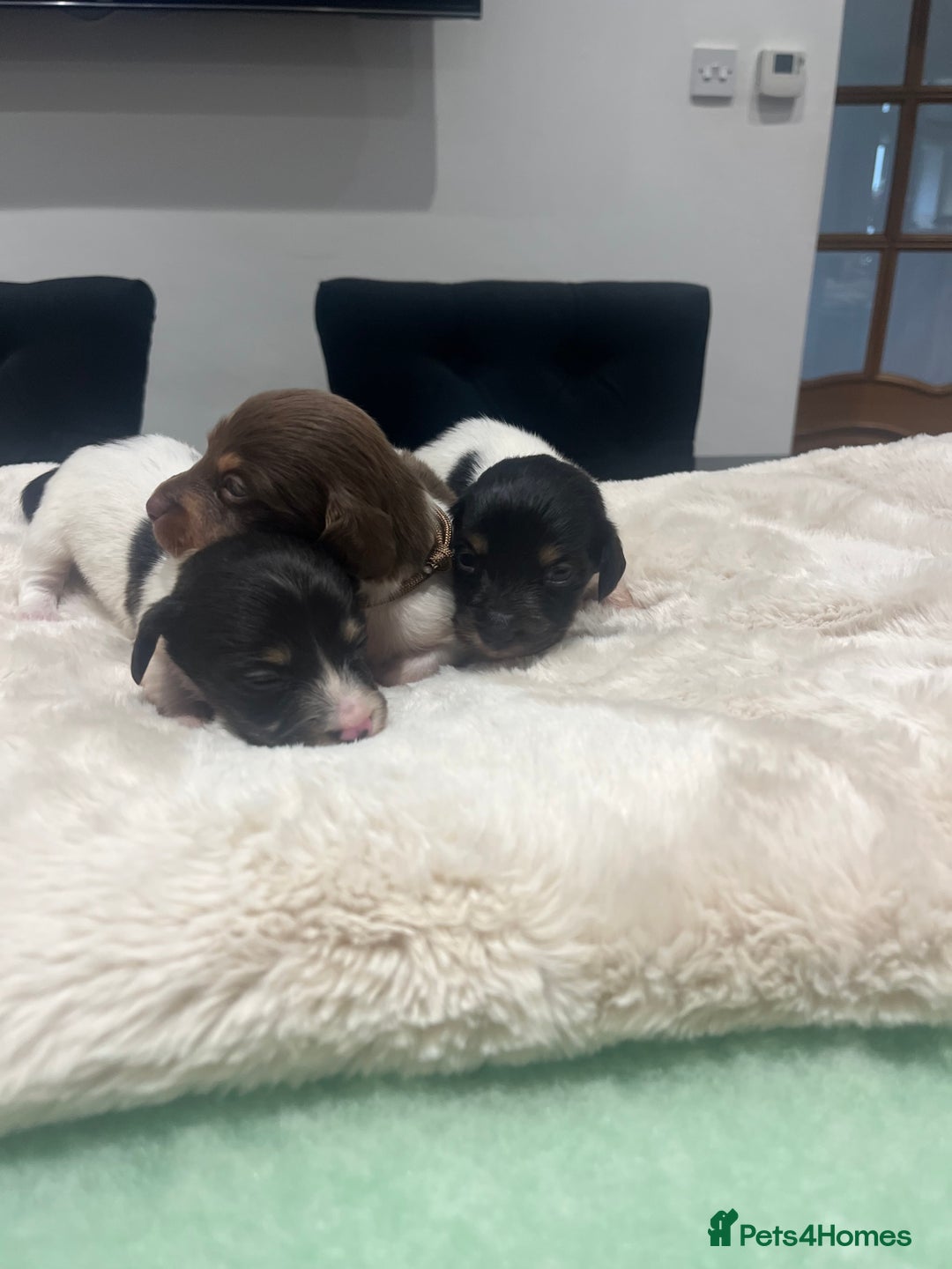 Dachshund dogs for sale: Tiny long haired piebald dachshunds for sale ! - Image 26