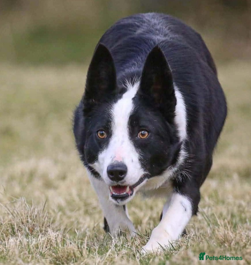 Border Collie dogs Stunning Border Collie Bitch – 3.5yr Old  - Advert 1