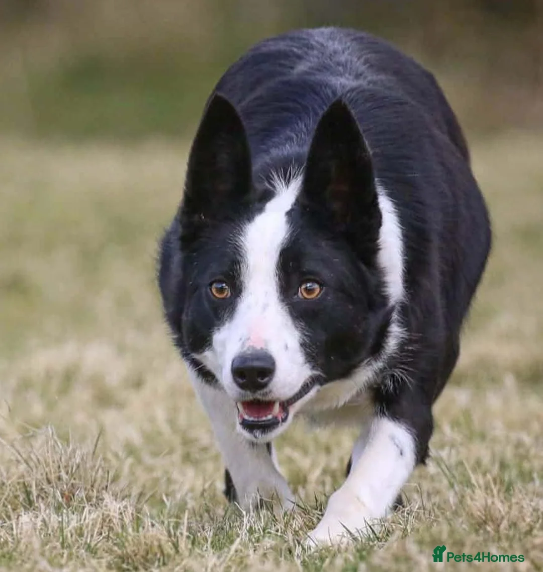 Border Collie dogs for sale: Stunning Border Collie Bitch – 3.5yr Old  in Crymych - Advert 1