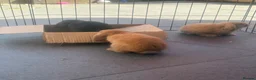 Mini Lop rabbits for sale: 2 beautiful pure bred mini lops  in Stourport-on-Severn - Advert 11
