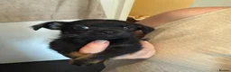 Chorkie dogs for sale: One gorgeous boy left  - Advert 8
