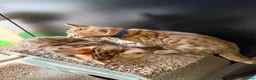 Bengal cats for sale: 🐾 Purebred Bengal Kittens for Sale 🐾 - Advert 15