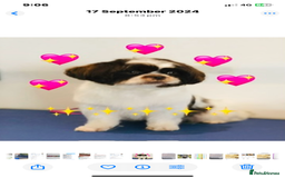 Mixed Breed dogs for sale: BEAUTIFUL HEALTH TESTED MALSHIPOO PUPPIES - Image 6
