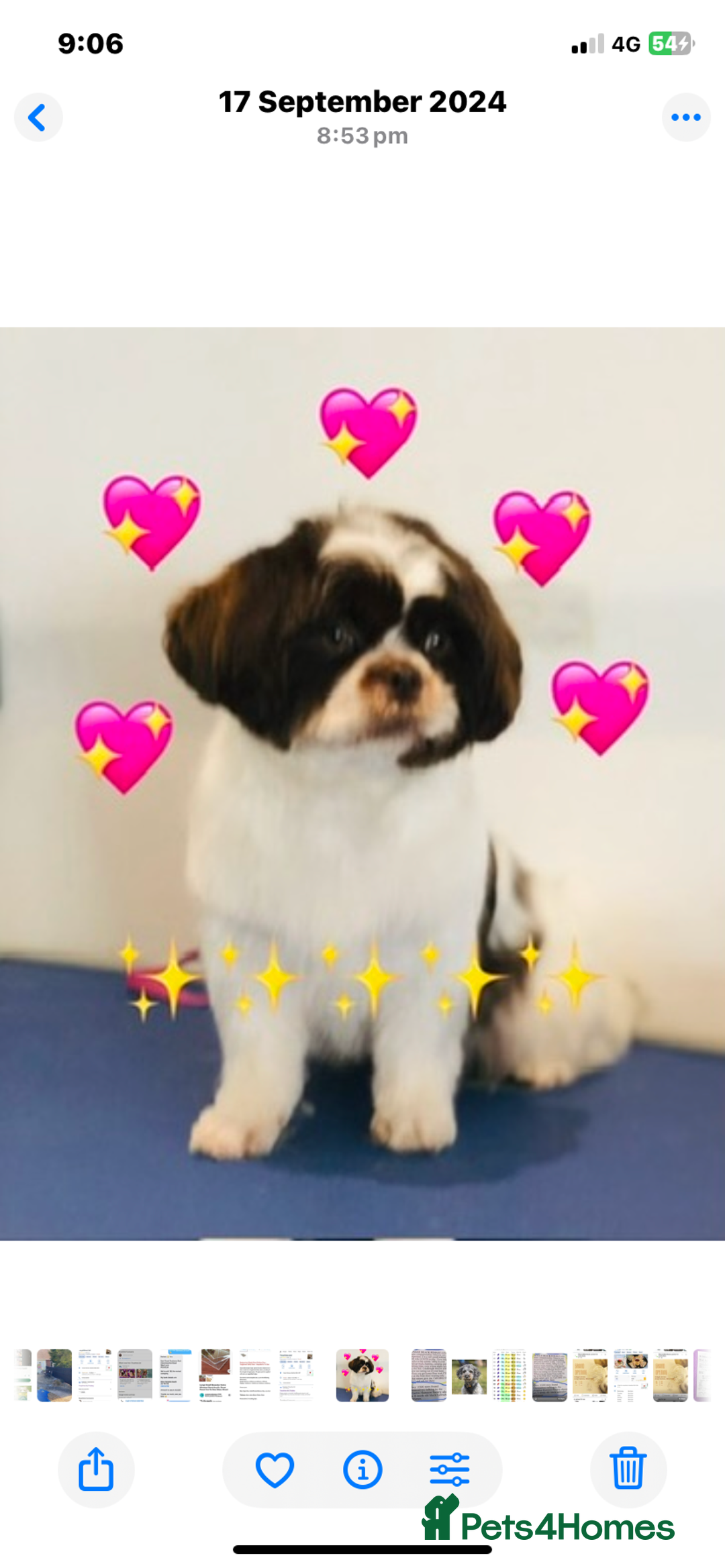 Mixed Breed dogs for sale: BEAUTIFUL HEALTH TESTED MALSHIPOO PUPPIES - Image 6