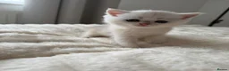 Scottish Fold cats for sale: Lovely Scottish/straight kittens - Advert 7