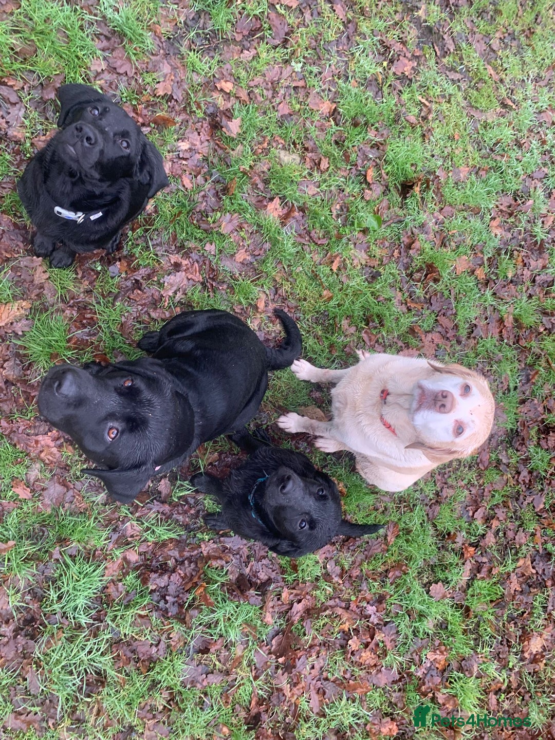 Labrador Retriever dogs for sale: Beautiful Labrador girl - Advert 4