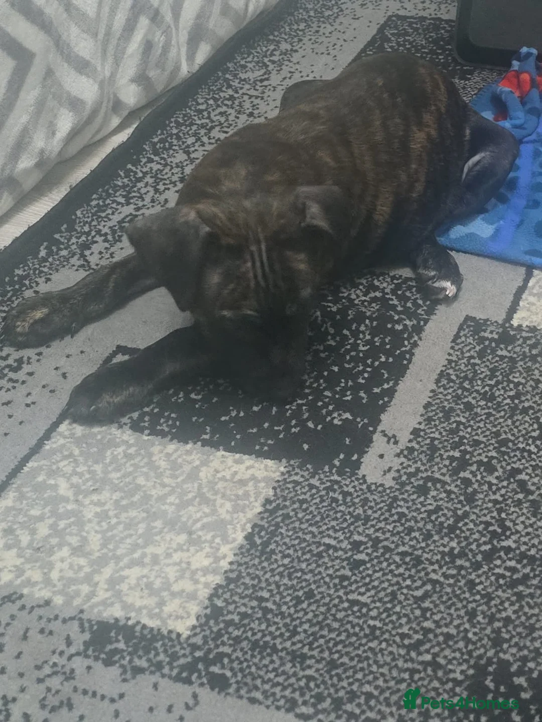 Staffordshire Bull Terrier dogs for sale: Classical staffy male pups - Advert 2