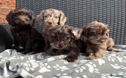 Cockapoo dogs for sale: LOVELY LITTER MERLE COCKAPOOS  - Image 5