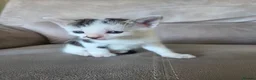 Mixed Breed cats for sale: 2 boys and 2 girls - Advert 8
