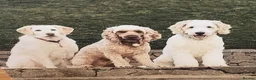 Goldendoodle dogs for sale: Goldendoodle F1b - Advert 17