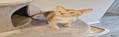 Abyssinian Kitten 1
