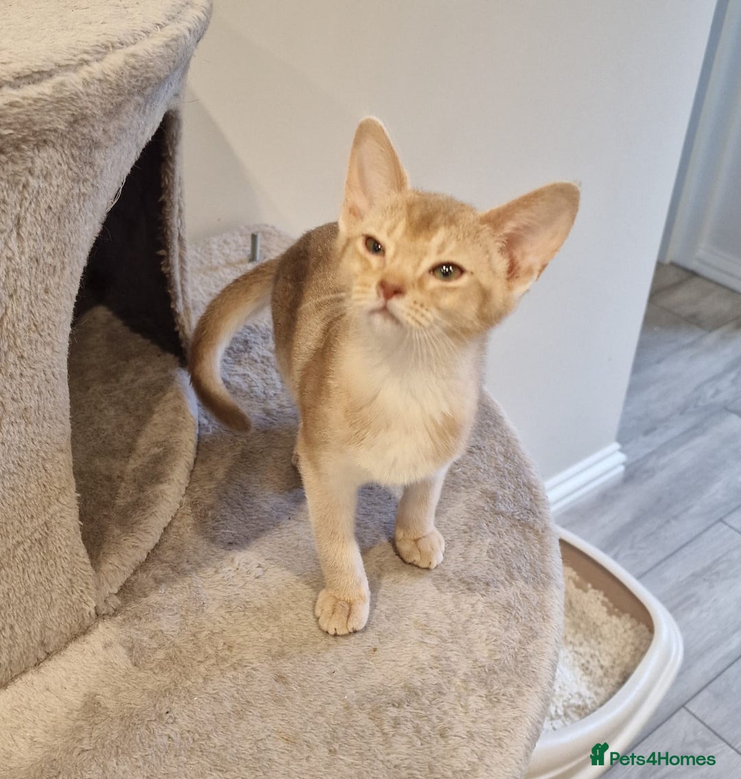Abyssinian cats for sale: Fawn silver girl, blue boy - Advert 10