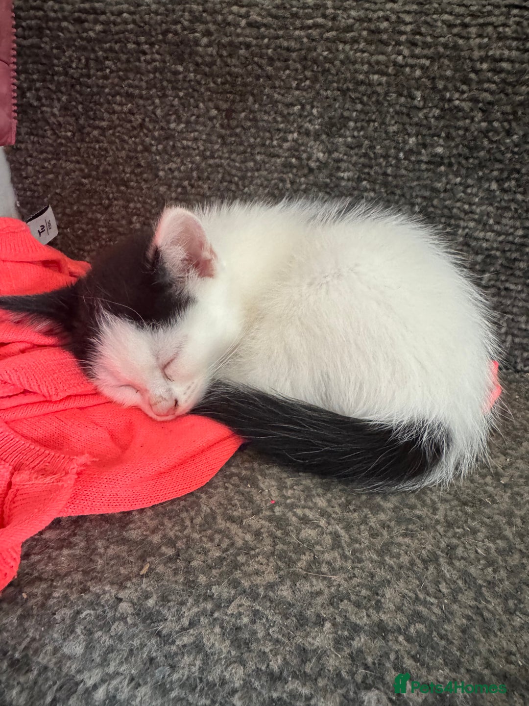 Mixed Breed cats for sale: Ready for new home  - Image 7