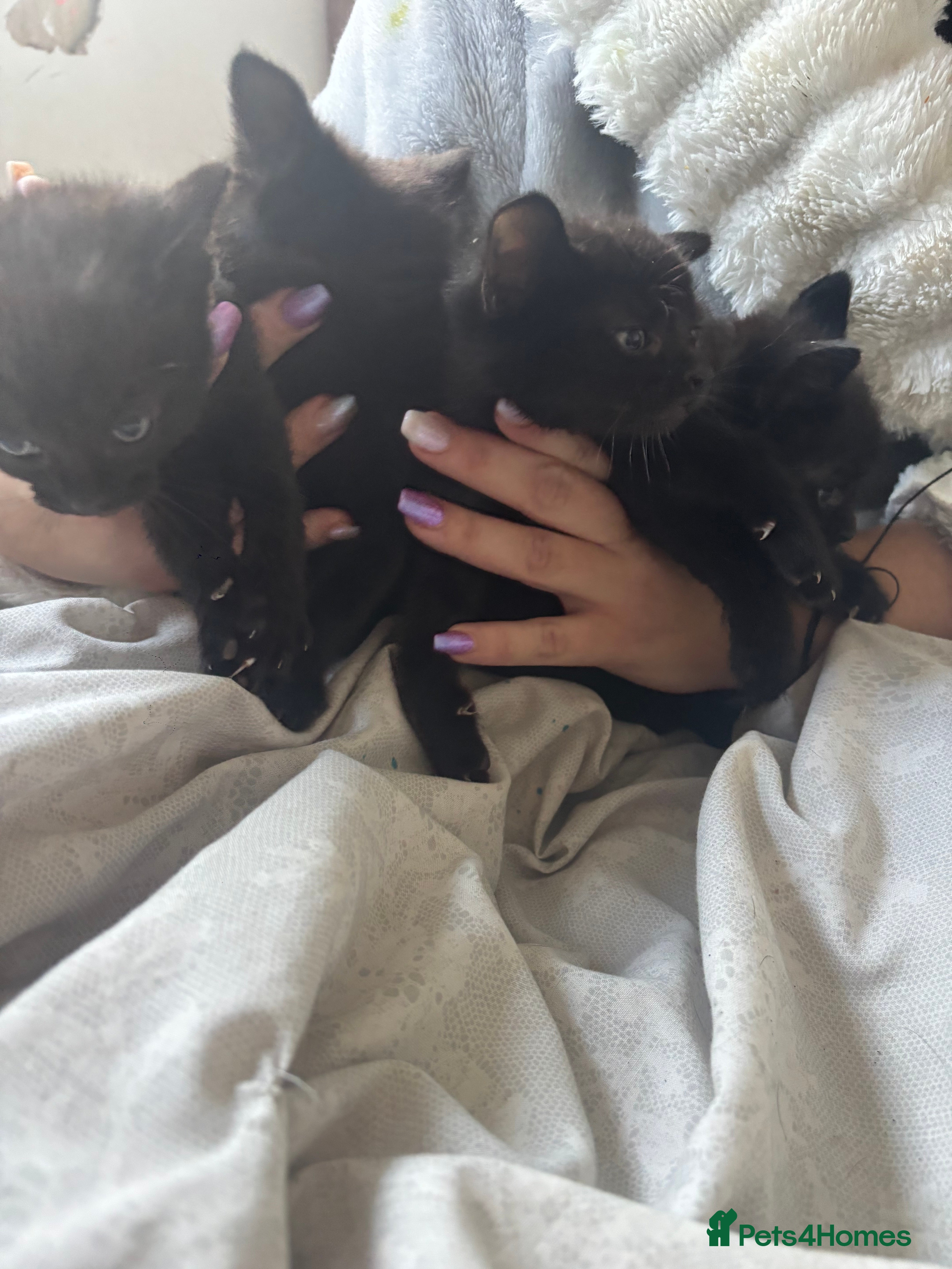 British Shorthair cats Kittens ready now - Advert 6